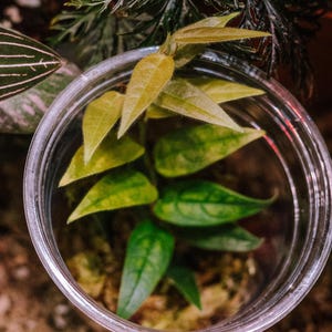 May include: A small green plant with light green leaves growing in a clear glass jar. The jar is sitting on a brown surface.