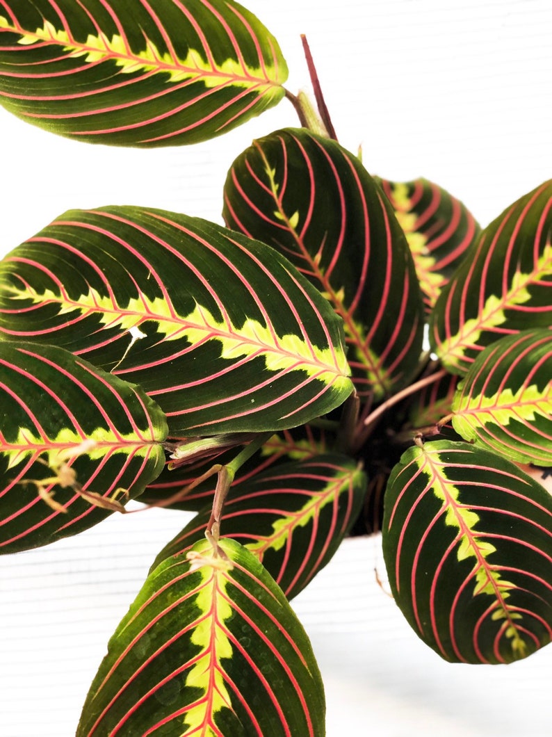 Maranta Leuconeura Tricolor Bild 1