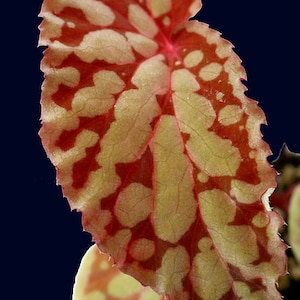 Op de afbeelding: Een close-up van een enkel blad van een begoniaplant. Het blad is lichtgroen van kleur met rode vlekken en een gekartelde rand.