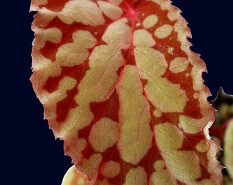 Begonia chlorosticta (red form)