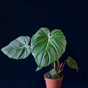 Philodendron pastazanum L