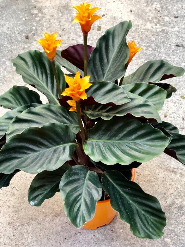Calathea Crocata - Etsy