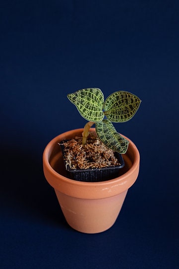 Macodes petola L - Etsy 日本