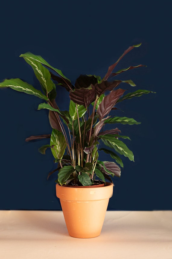 Calathea Maui Queen - Etsy Hong Kong