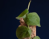 philodendron lynette Philodendron Lynette - House Plants Delivery Toronto