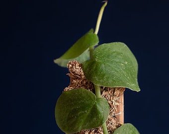 pflanzschale für bonsai Bonsai Schale aus Keramik in Marineblau main image 1