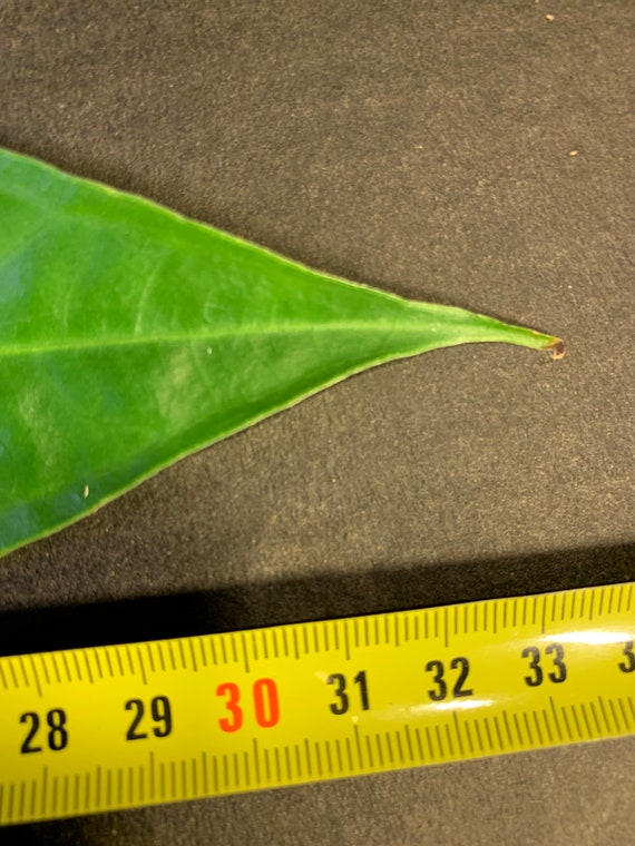 wo kaufe ich aloe vera pflanze Aloe Vera „Alfonso“ – Aloe-Vera-Pflanze in Gärtnerqualität kaufen main image 1
