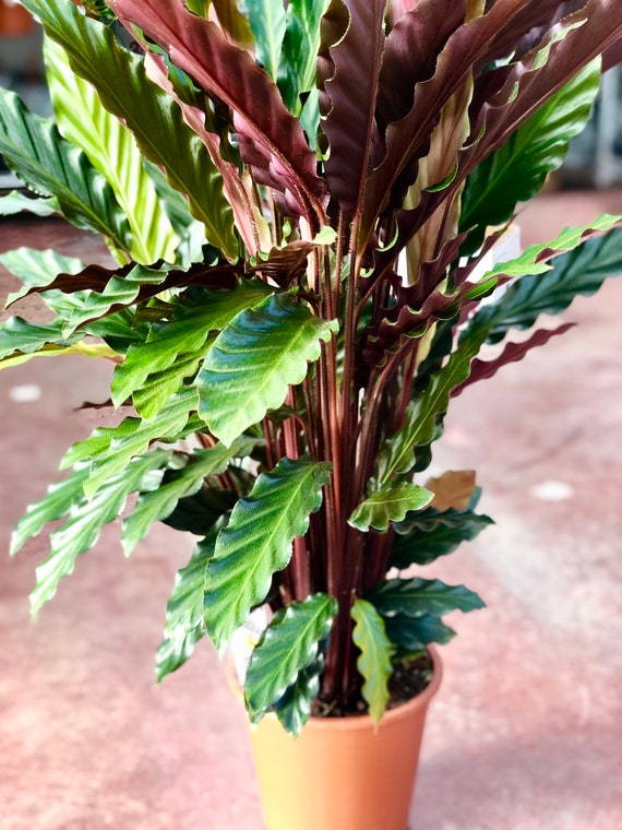 Buy Calathea Furry Feather XL Online in India - Etsy