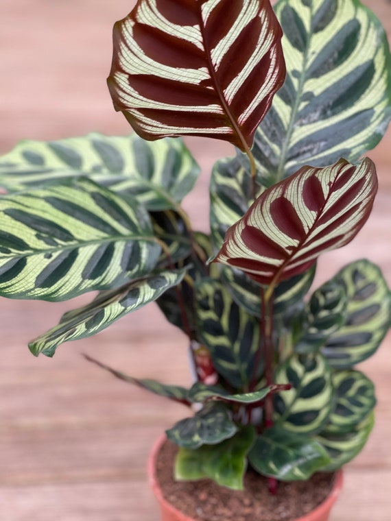 Goeppertia (calathea) Makoyana - Etsy