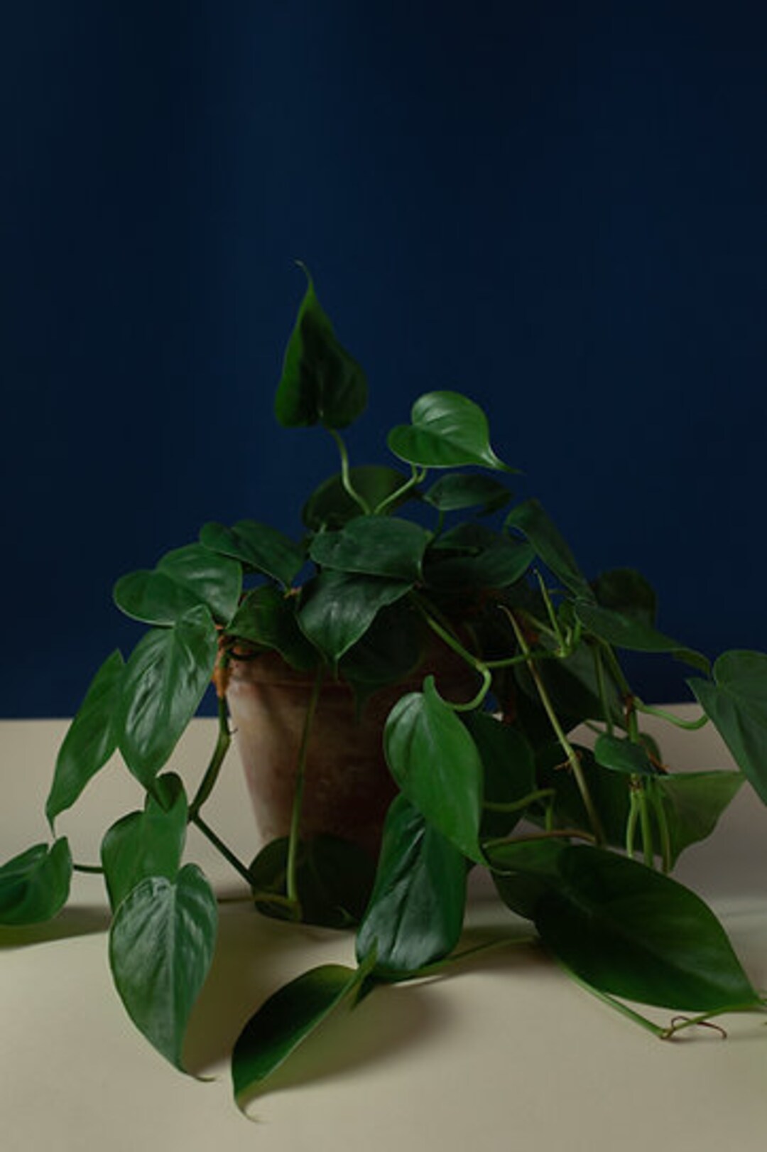Philodendron Hederaceum - Etsy 日本