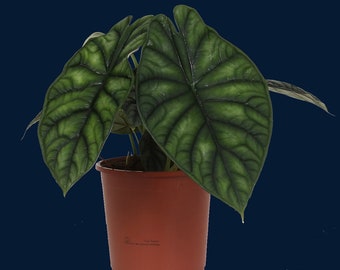 Alocasia dragon scale