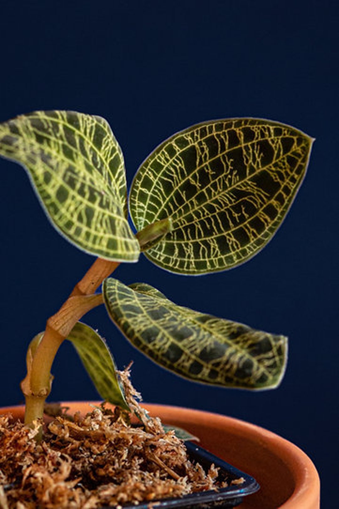 Macodes petola L - Etsy 日本