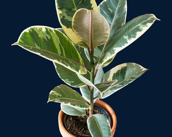 Ficus elastica “Tineke”