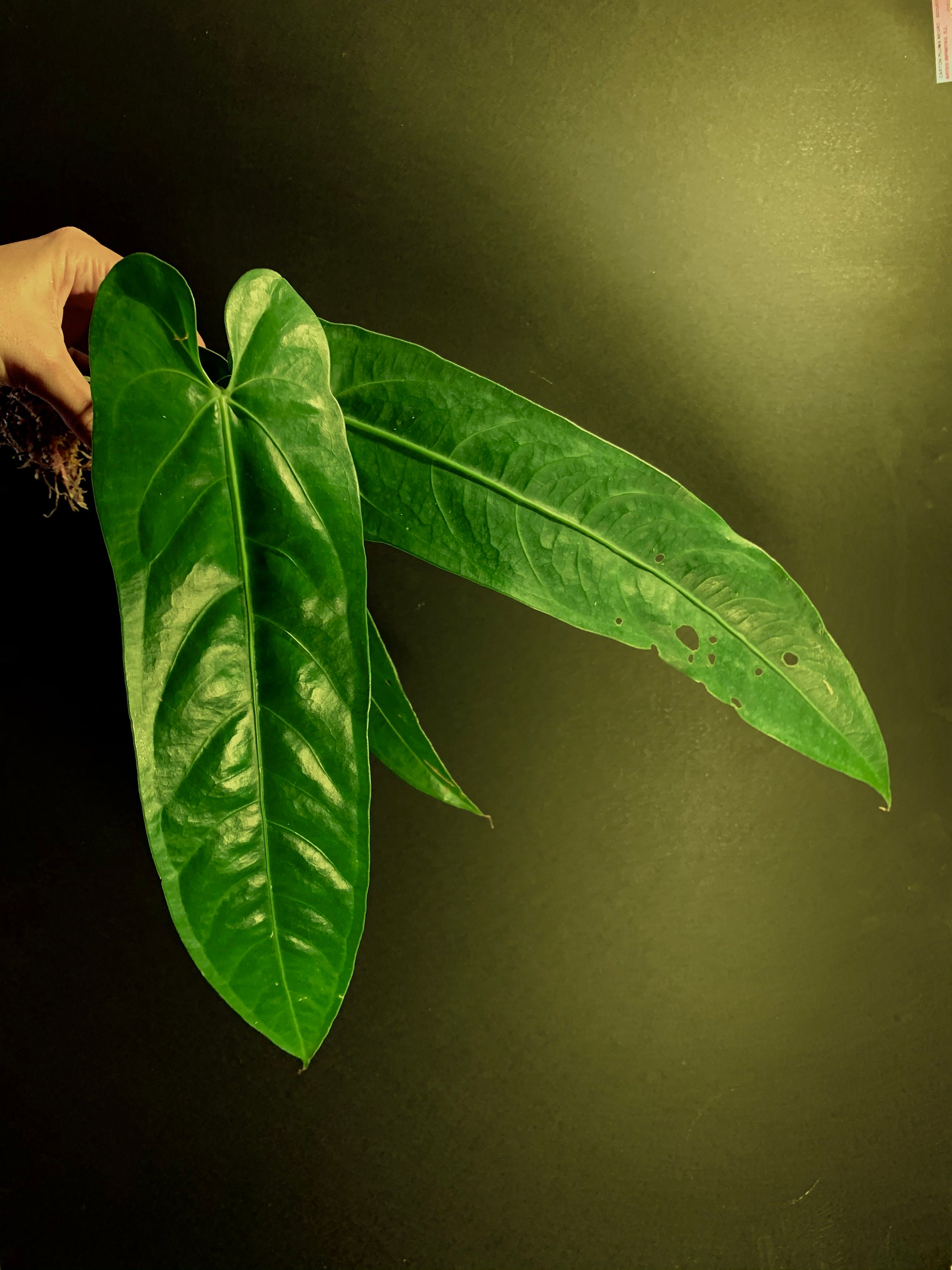 agaven samen Agave sobria SAMEN