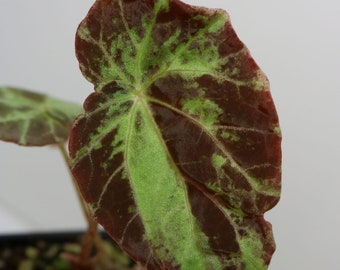 Begonia burkilii