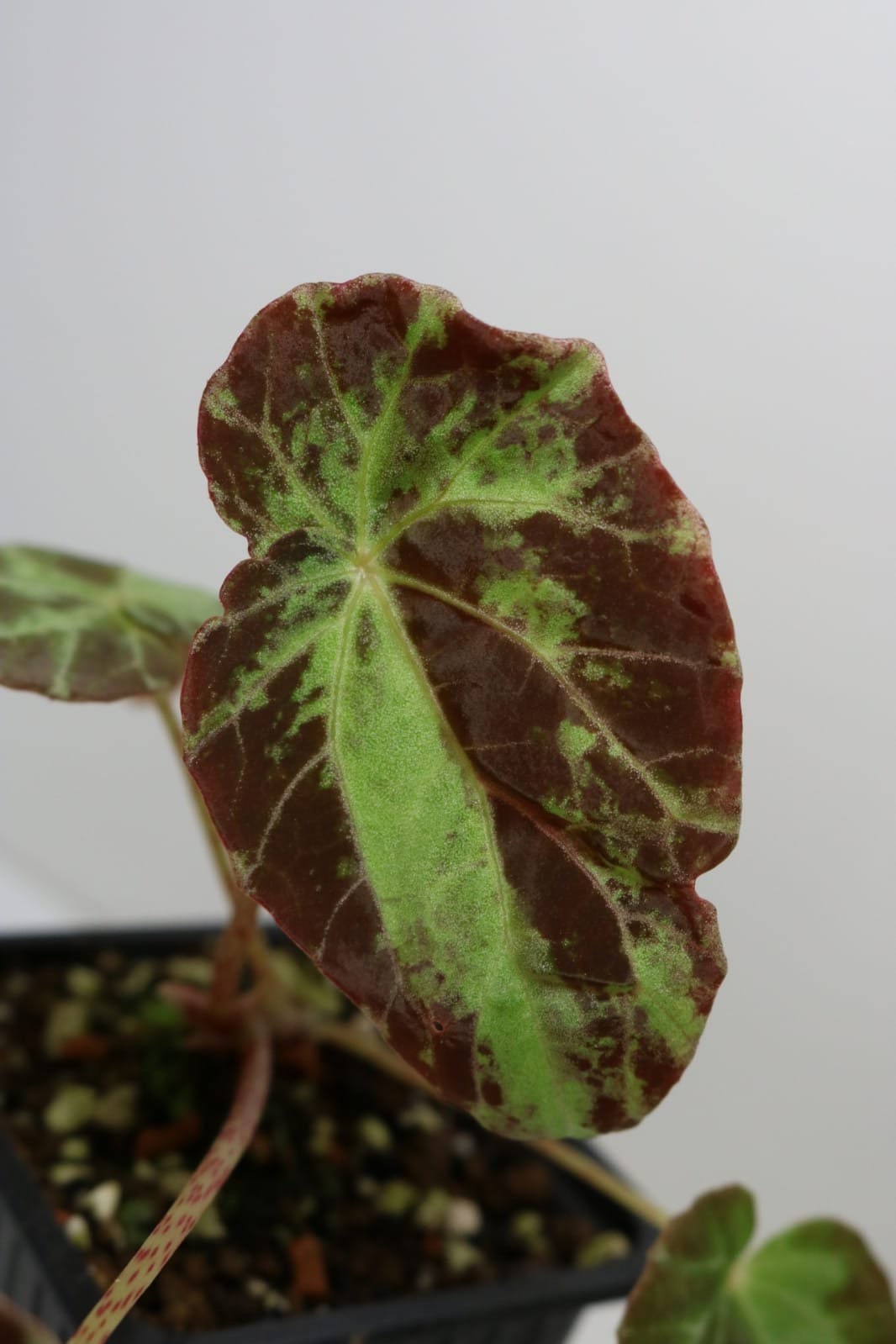 Begonia Burkilii - Etsy Ireland