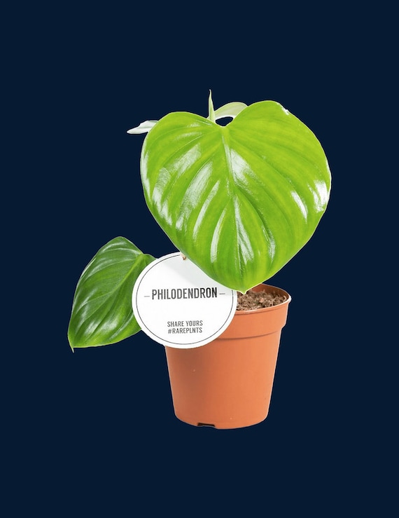 Philodendron pittieri