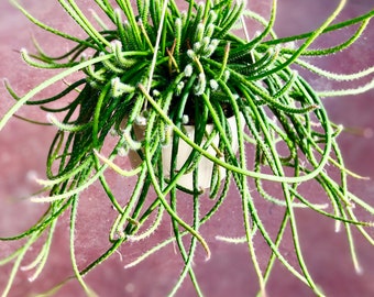 Rhipsalis Lumbricoides NH