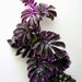 see more listings in the Terrarium plants section