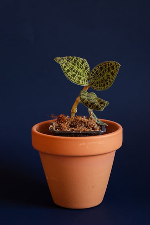 Jewel orchid macodes petola deals