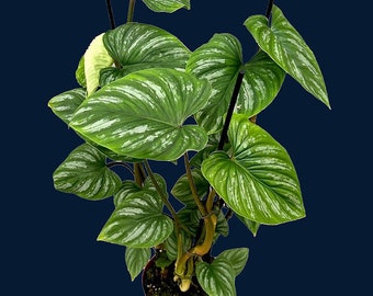 Philodendron mamei XL (In a pole)