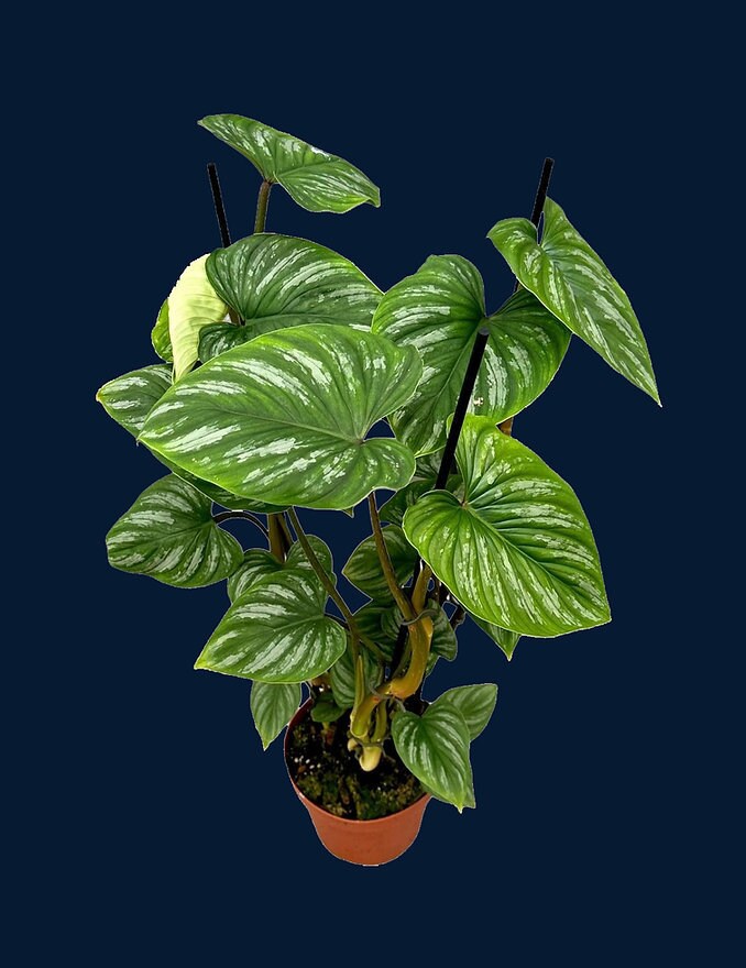 philodendron miami Philodendron hederaceum main image 0