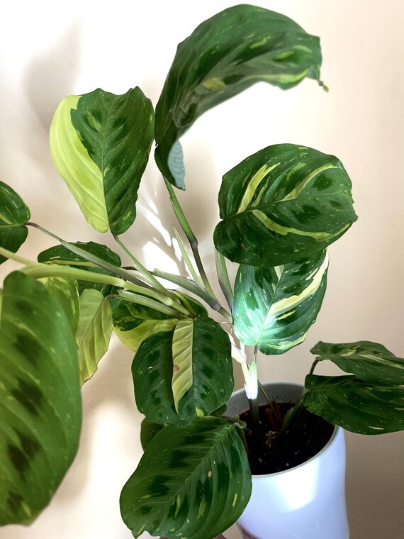 elefantenfuß kaufen klein Elefantenfuß kaufen – pflegeleichte Beaucarnea mit Charakter –  MyZimmerpflanze.de main image 1