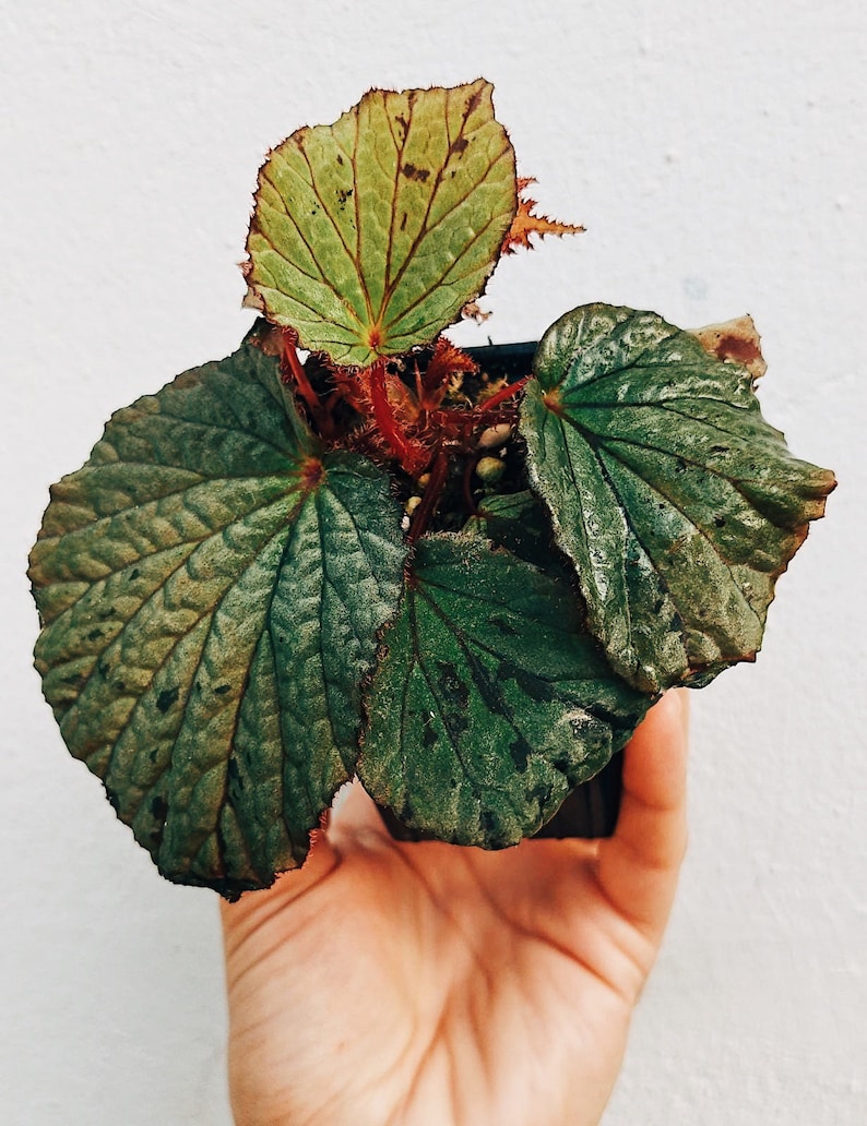 Begonia aff. holosericeoides image 2