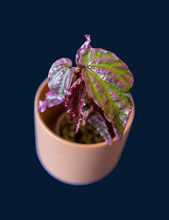 Begonia Sp. “crazy Pink” Lampug Sumatera - Etsy