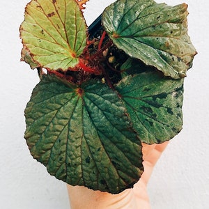 Begonia aff. holosericeoides image 1
