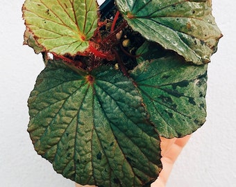 Begonia aff. holosericeoides