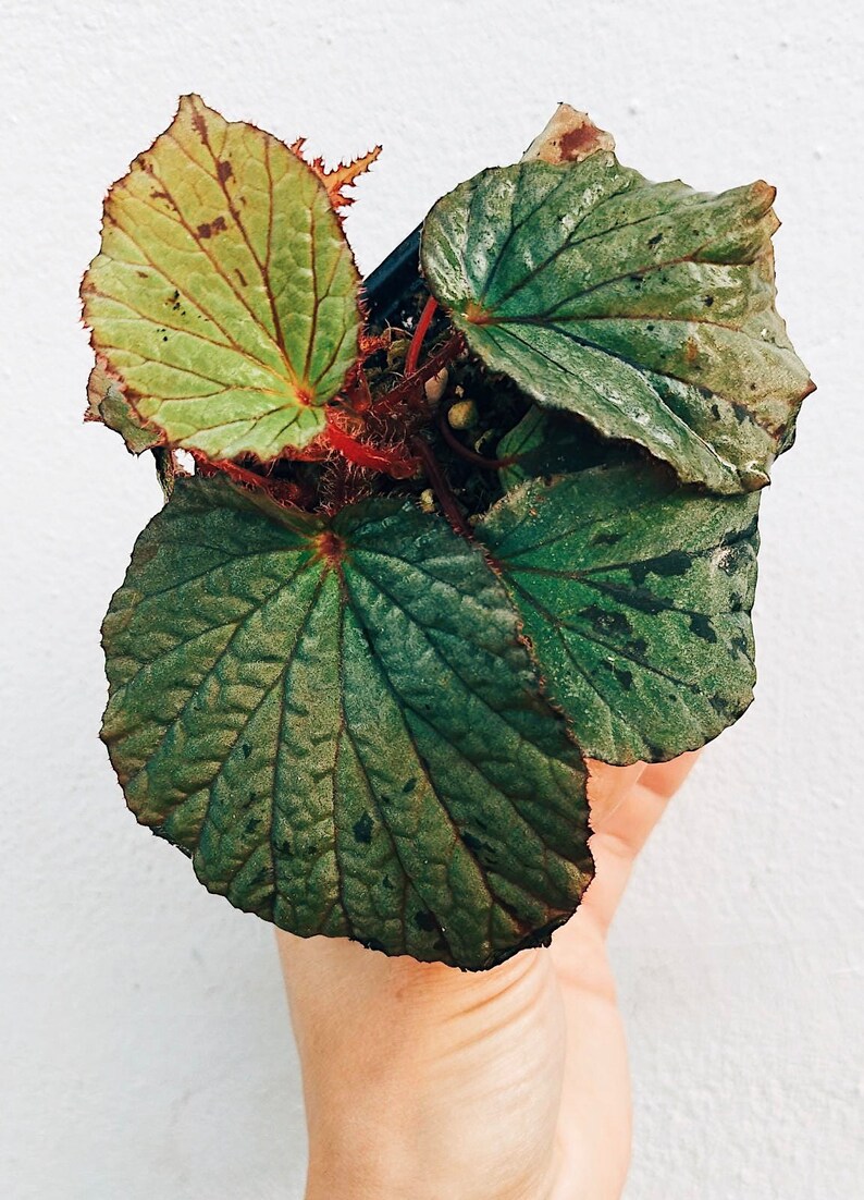 Begonia aff. holosericeoides image 1