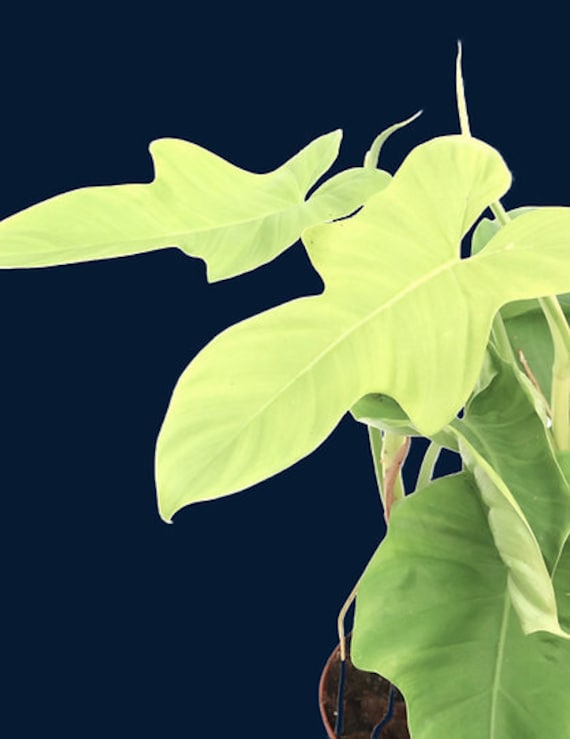 philodendron red baron Philodendron Imperial Red main image 1