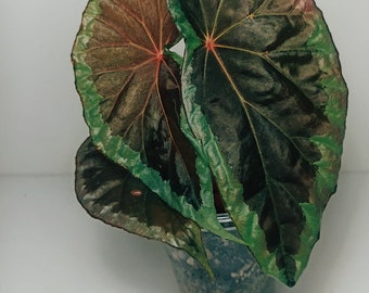 Begonia baramensis XL