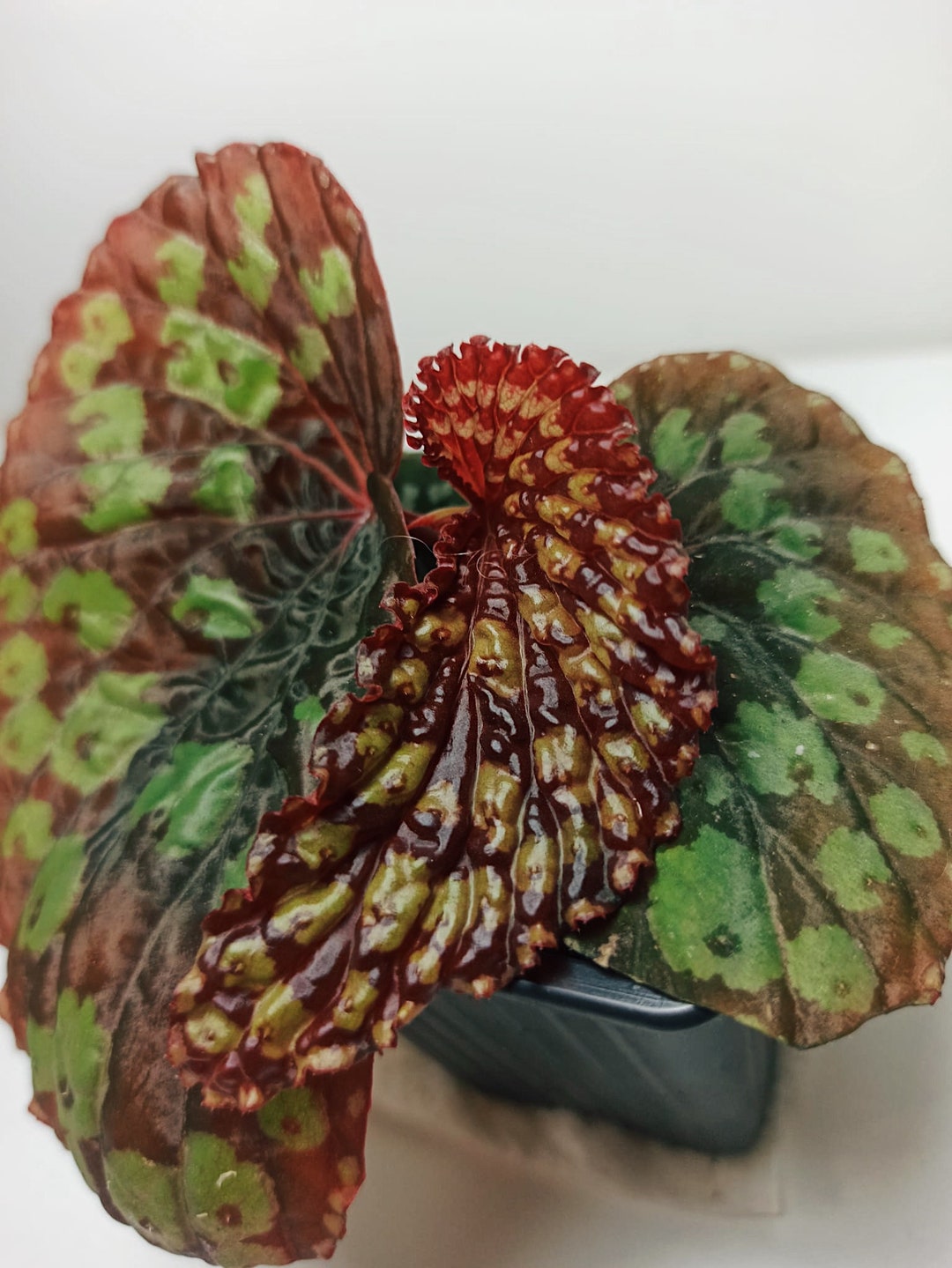 Begonia umbrella XL Etsy Italia