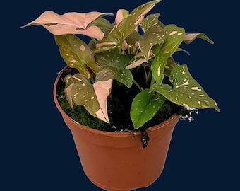 Anthurium Nanum - Etsy Australia