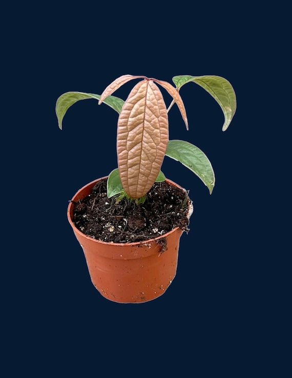 anthurium recavum ANTHURIUM RECAVUM kaufen bei potflourri main image 0