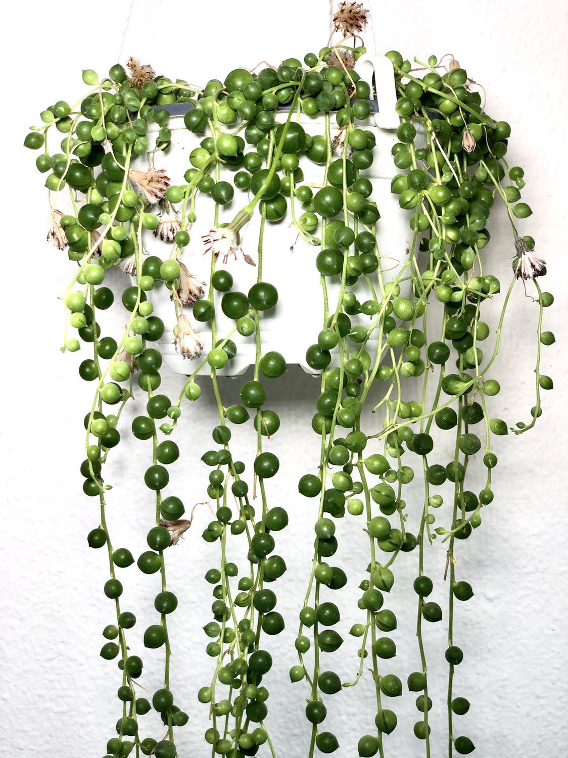 Gehäkelte Topfpflanze String of Pearls in Rheinland-Pfalz