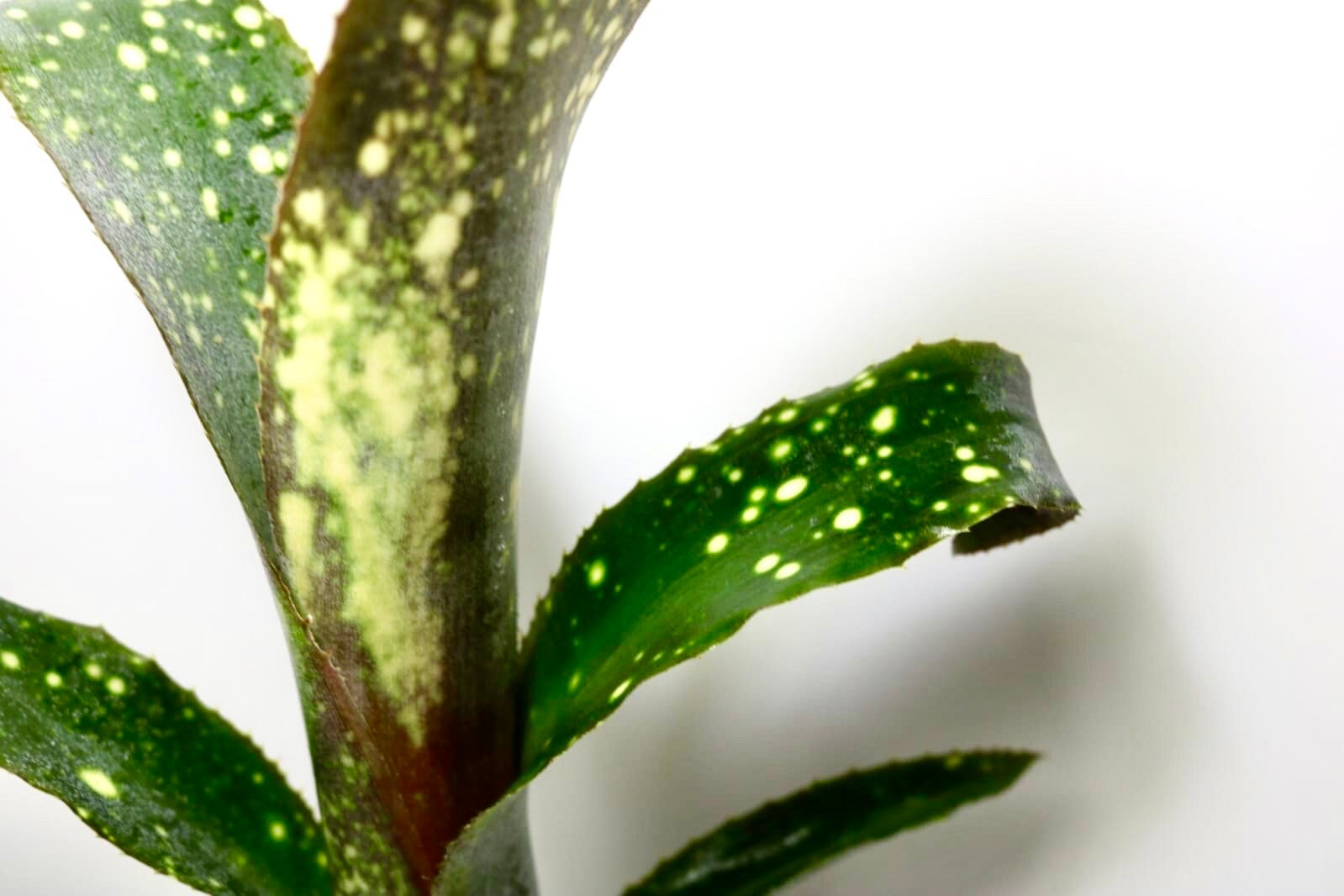 Billbergia ‘C'est Bon’ Billbergia Sp. (rare) - Etsy Canada