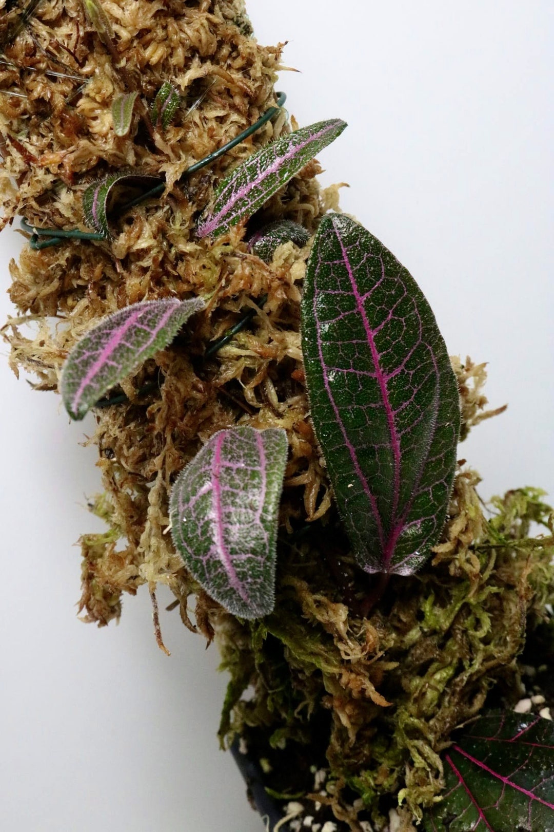sp.Kuching 専用　希少❣️Piper Suburbs 日本 Etsy - Indonesia ex. sp. Piper ピペル その他観葉植物