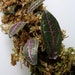 see more listings in the Terrarium plants section