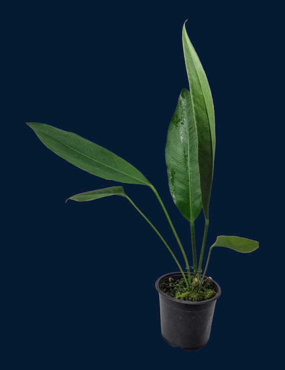 Anthurium coriaceum