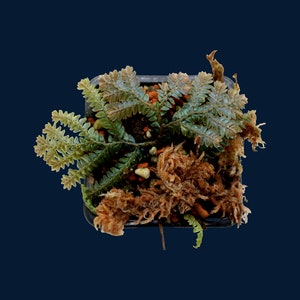 Selaginella sp. indonesia