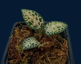 Jewel orchid "Goodyera schlechtendaliana var 'Nishikiran Japan'"