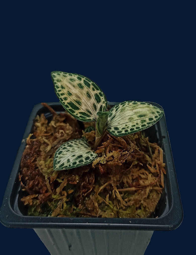 Jewel Orchid 