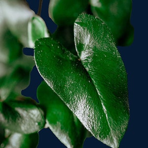 Puede incluir: Primer plano de una planta verde de hojas con una hoja en forma de corazón en primer plano. Las hojas son texturizadas y tienen un acabado brillante.