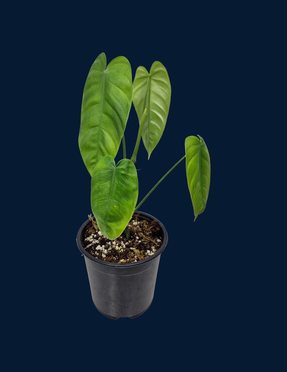 marbled pothos Epipremnum ‘Marble Queen Pothos’