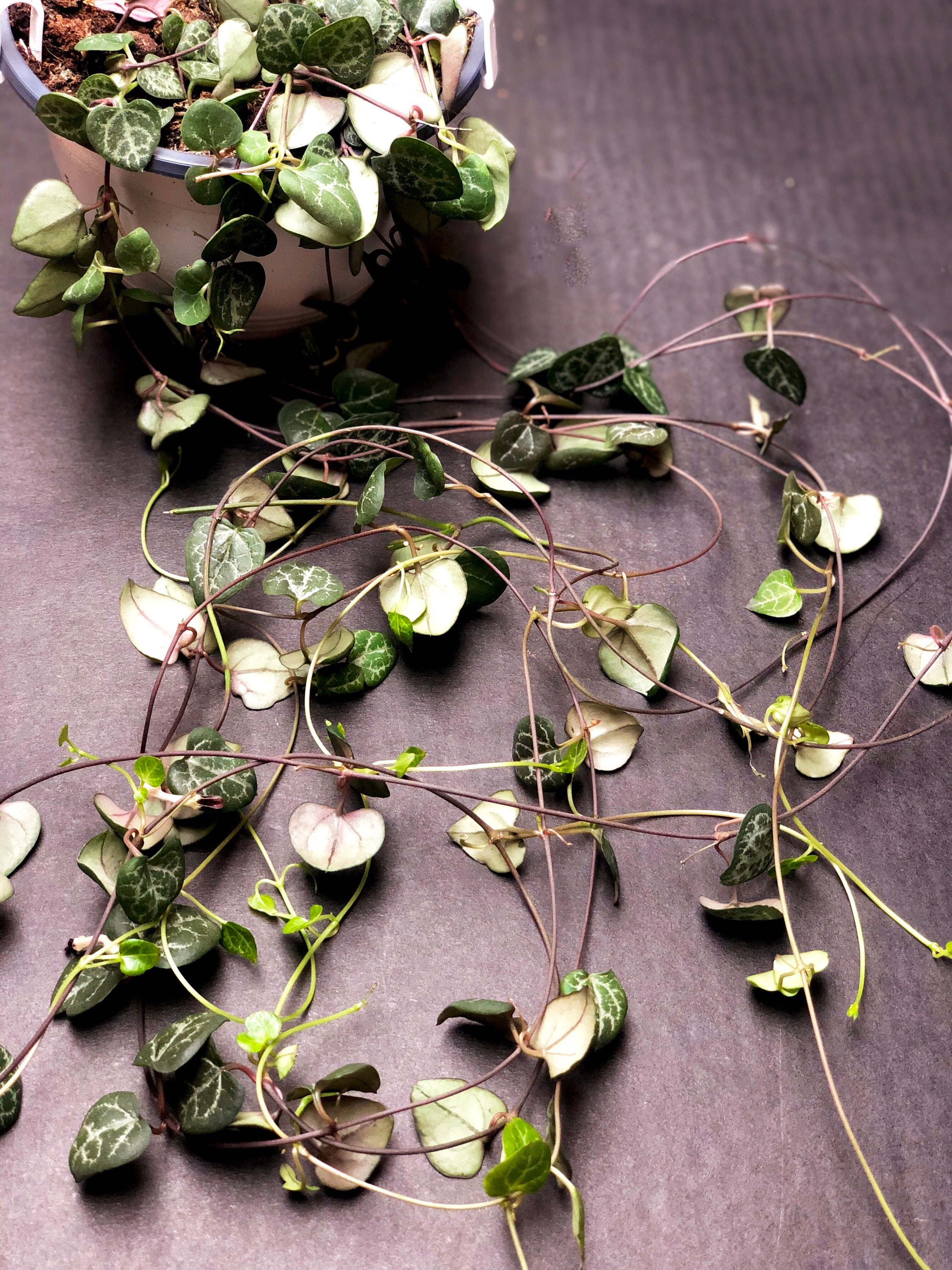 String of Hearts Etsy