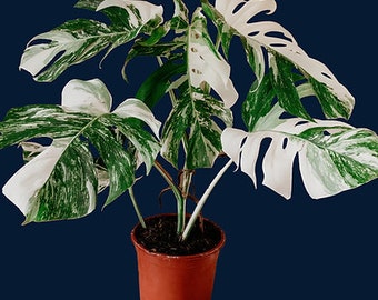 Monstera deliciosa variegated (large)