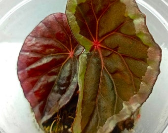 Begonia baramensis